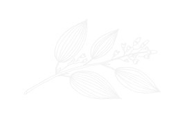 illustration of cinnamon herb in white outlie